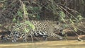 Huge jaguar female moves along the bank of the CuiabÃÂ  river.